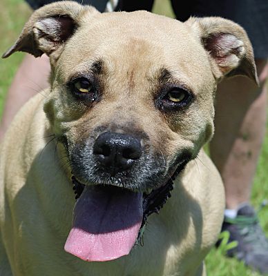 Newport, NC - Boxer. Meet Bailey a Pet for Adoption - AdoptaPet.com