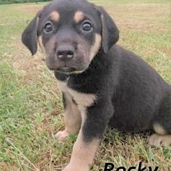 Thumbnail photo of Blu & Rocky. Foster / Adopt #1