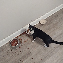Photo of Marvin