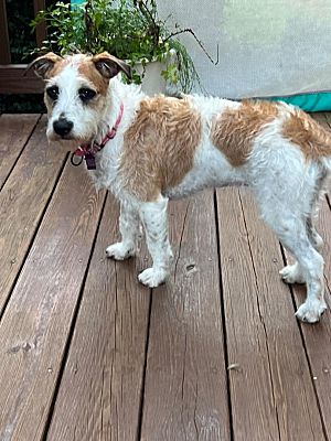 Foster Parson Ellicott City, MD - Parson Russell Terrier/Mixed Breed (Small). Meet ...