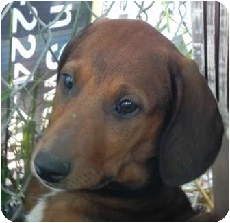 Salem Nh Doberman Pinscher Meet Elizabeth A Pet For Adoption
