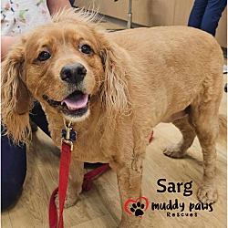 Thumbnail photo of Sarg #1