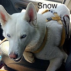 Thumbnail photo of Snow #3