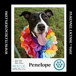 Thumbnail photo of Penelope 080324 #3