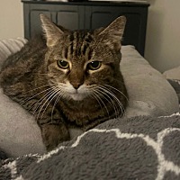 adopt-pet