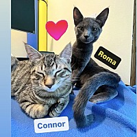 adopt-pet