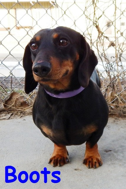 dachshund boots