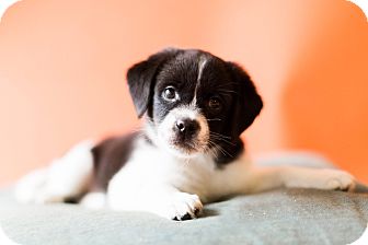 corgi shih tzu for sale