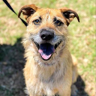 East Hartford, CT - Terrier (Unknown Type, Small)/Mixed Breed (Medium ...