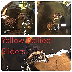 Thumbnail photo of Yellow Bellied Sliders-Medium #2