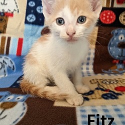 Photo of Fitz