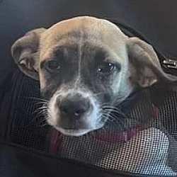 Photo of Sokka