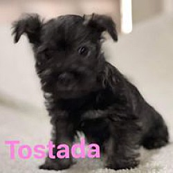 Photo of TOSTADA