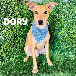 Thumbnail photo of Dory #1