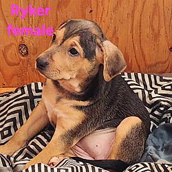 Photo of Ryker