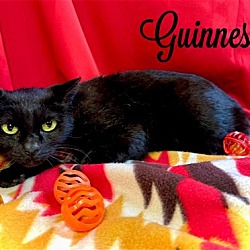 Thumbnail photo of Guinness #1