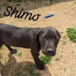 Photo of Shimo