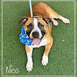 Thumbnail photo of NICO #4