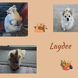 Thumbnail photo of Laydee #2