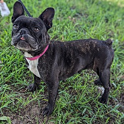 Thumbnail photo of Stevie (Frenchie) #4