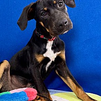 adopt-pet