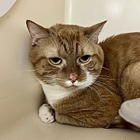 adopt a pet