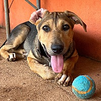 adopt a pet