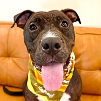adopt a pet