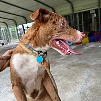 adopt a pet