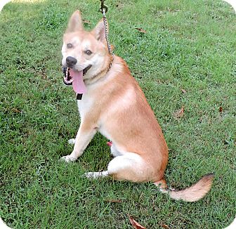 Brattleboro Vt Shiba Inu Meet Kinichi A Pet For Adoption