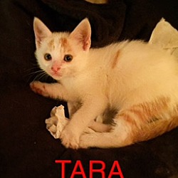 Thumbnail photo of Tara #1