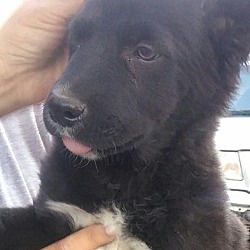 Thumbnail photo of Pantera (in adoption process) #3