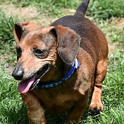 Thumbnail photo of Wiggles, 8 yrs, 14 pds, $250 #3