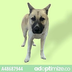 Photo of Adopt Or Foster Me