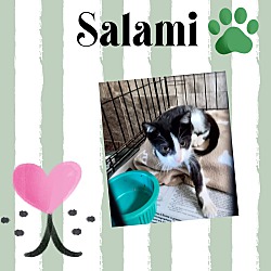 Photo of Salami