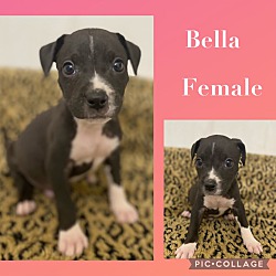 Photo of Bella in CT