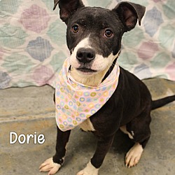 Thumbnail photo of Dorie #1