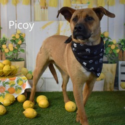 Thumbnail photo of Picoy #1