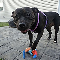 adopt a pet