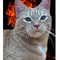 Adopt A Pet :: Chelsea - Leonardtown, MD