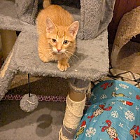 adopt a pet