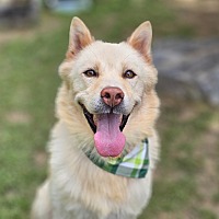 adopt-pet