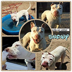 Thumbnail photo of Adorable Snowy-VIDEO #1