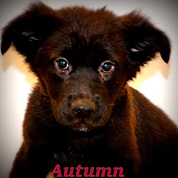 Thumbnail photo of Autumn Grace~adopted! #1