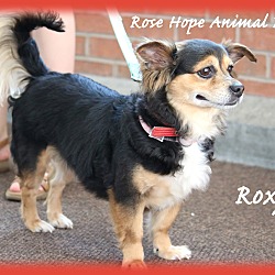 Thumbnail photo of Roxy #1