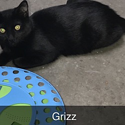 Photo of Grizz