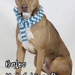 Photo of Baloo