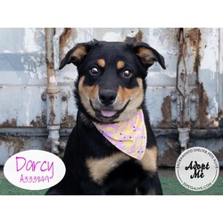Photo of DARCY