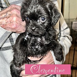 Thumbnail photo of Kiwi Pup Clementine #2