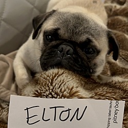 Thumbnail photo of Elton #2